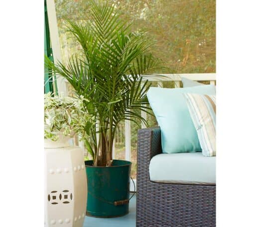 costa fern