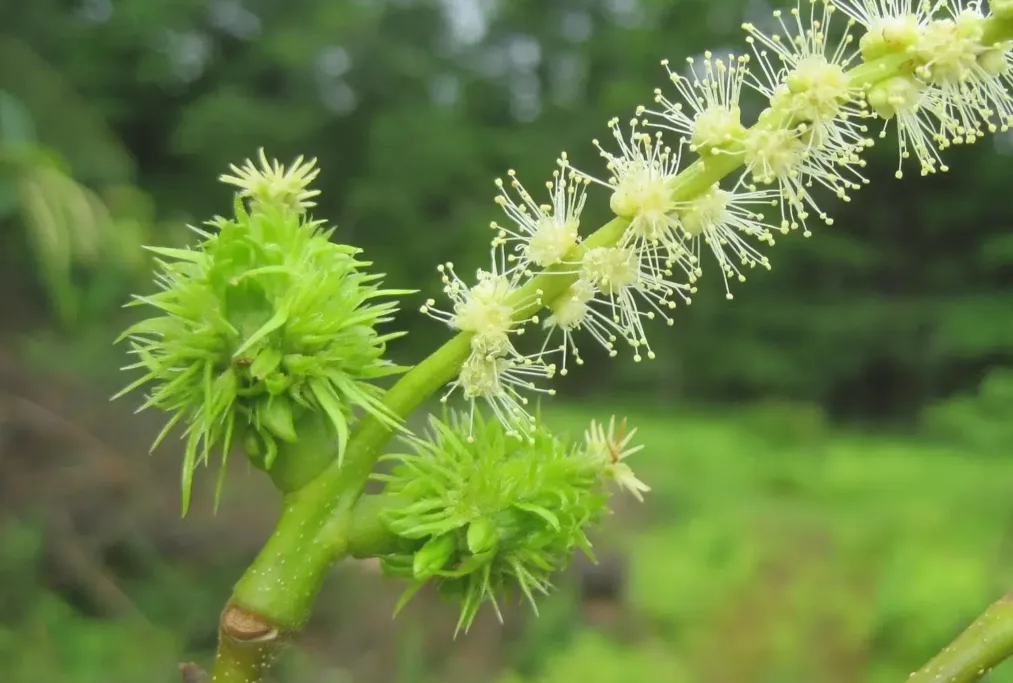 free american chestnut tree nut